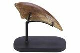 Killer Fossil Tyrannosaur (Daspletosaurus) Toe Claw - Montana #381122-5